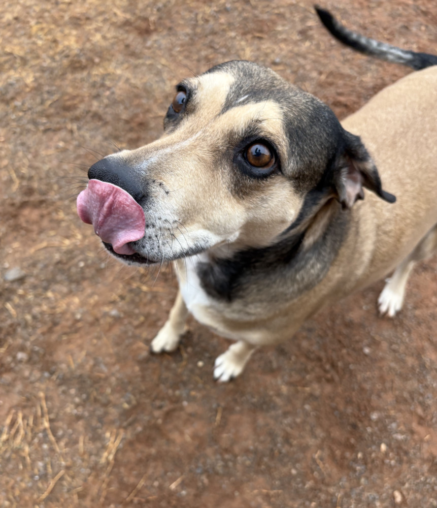 Rose, an adoptable Mixed Breed in Deerfield, WI, 53531 | Photo Image 4