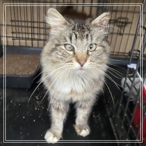 Simba Domestic Long Hair Cat