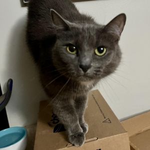 Zoe was adopted several years ago by her human but he has been in and out of a nursing home