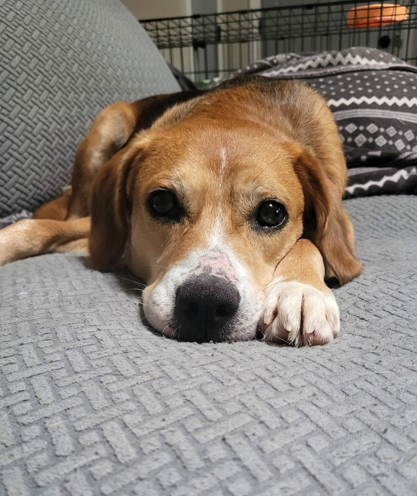 Merlin