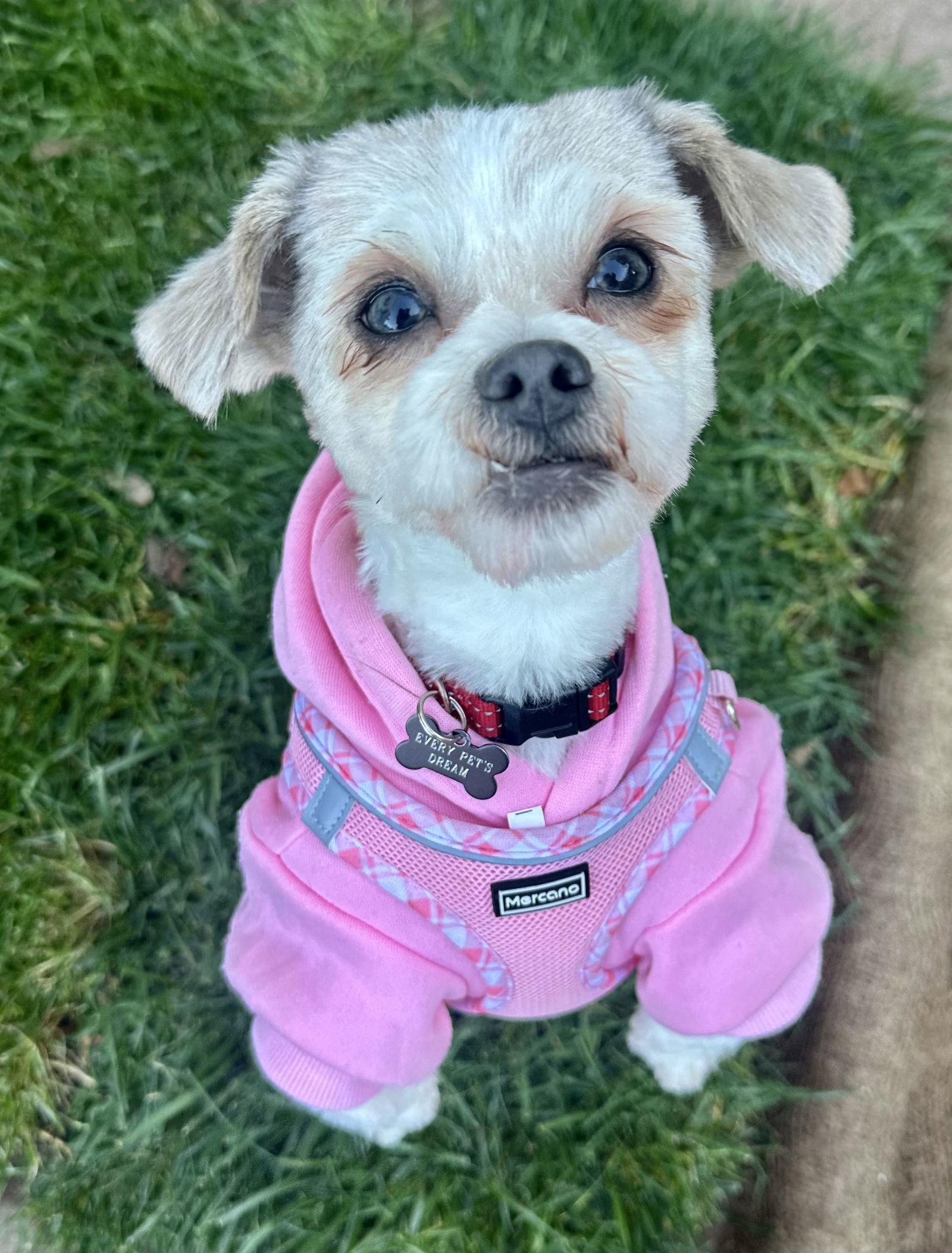 Libby