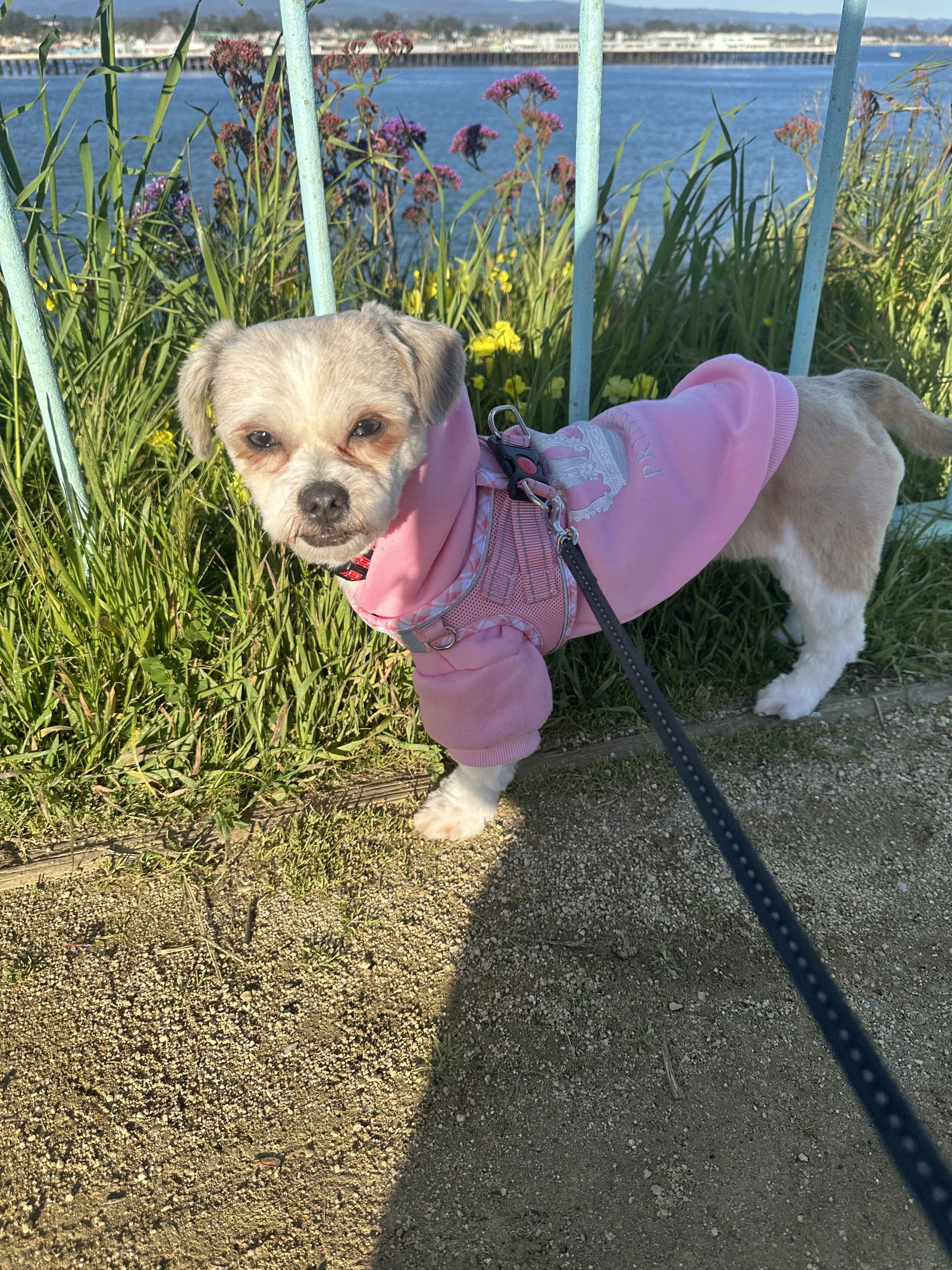 Libby