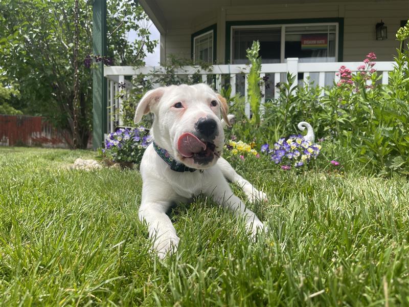 Gemma, an adoptable Pit Bull Terrier, Australian Cattle Dog / Blue Heeler in Midway, UT, 84049 | Photo Image 1