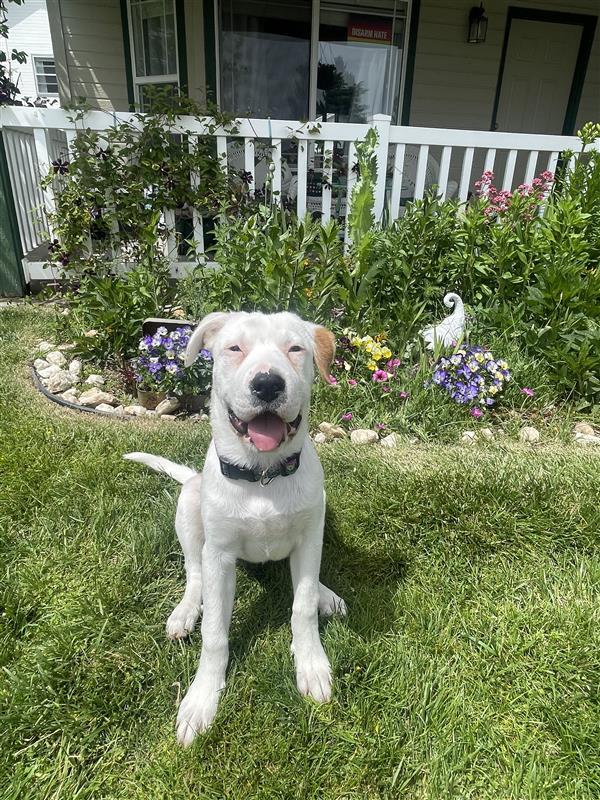 Gemma, an adoptable Pit Bull Terrier, Australian Cattle Dog / Blue Heeler in Midway, UT, 84049 | Photo Image 2