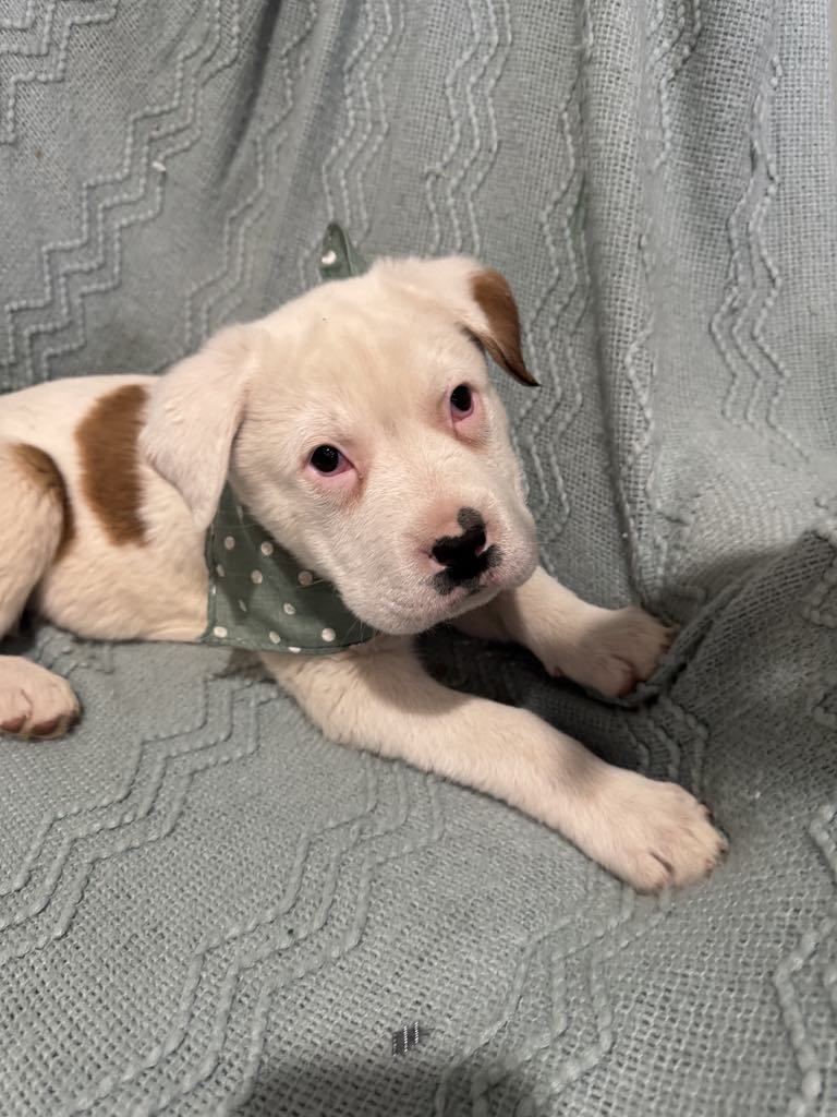 Gemma, an adoptable Rottweiler, Australian Cattle Dog / Blue Heeler in Midway, UT, 84049 | Photo Image 3