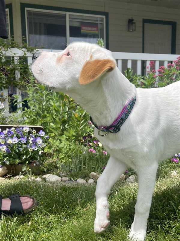 Gemma, an adoptable Pit Bull Terrier, Australian Cattle Dog / Blue Heeler in Midway, UT, 84049 | Photo Image 3