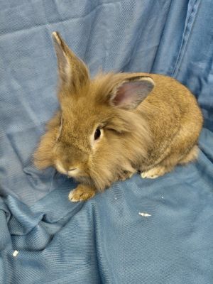 Sancho, Young Male Bunny Rabbit