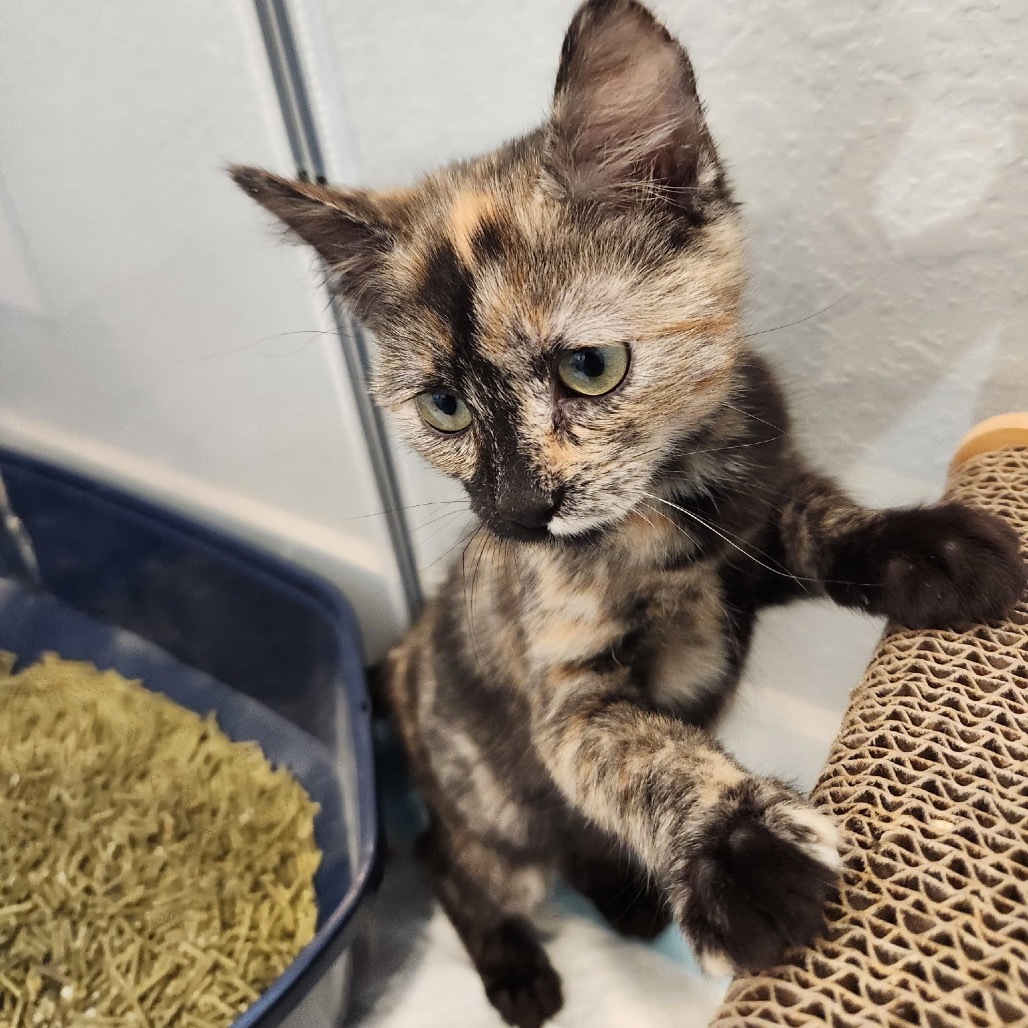 Xena, an adoptable Domestic Short Hair in Talent, OR, 97540 | Photo Image 2
