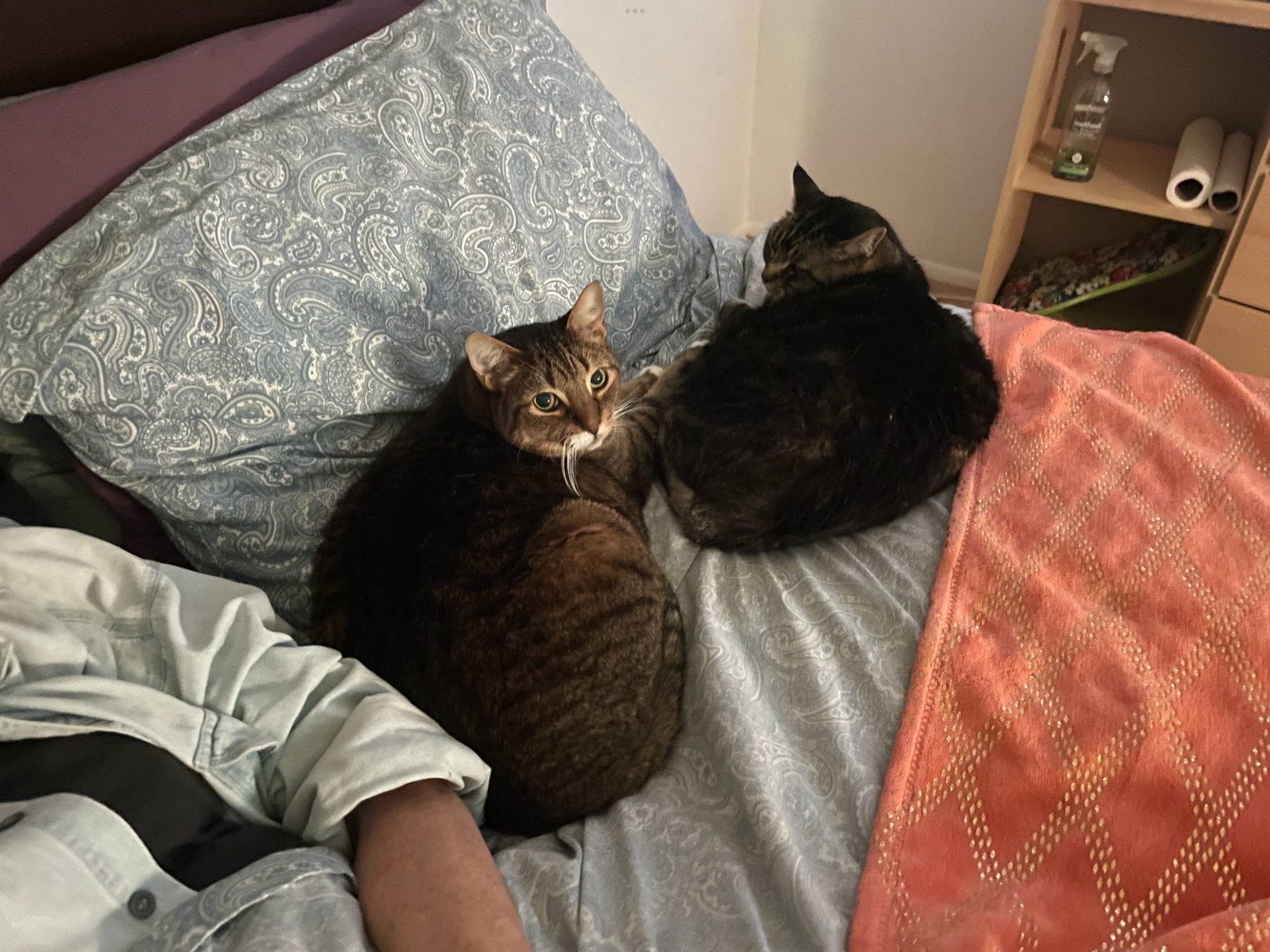 Zz Lola and Tiger (girl and boy)