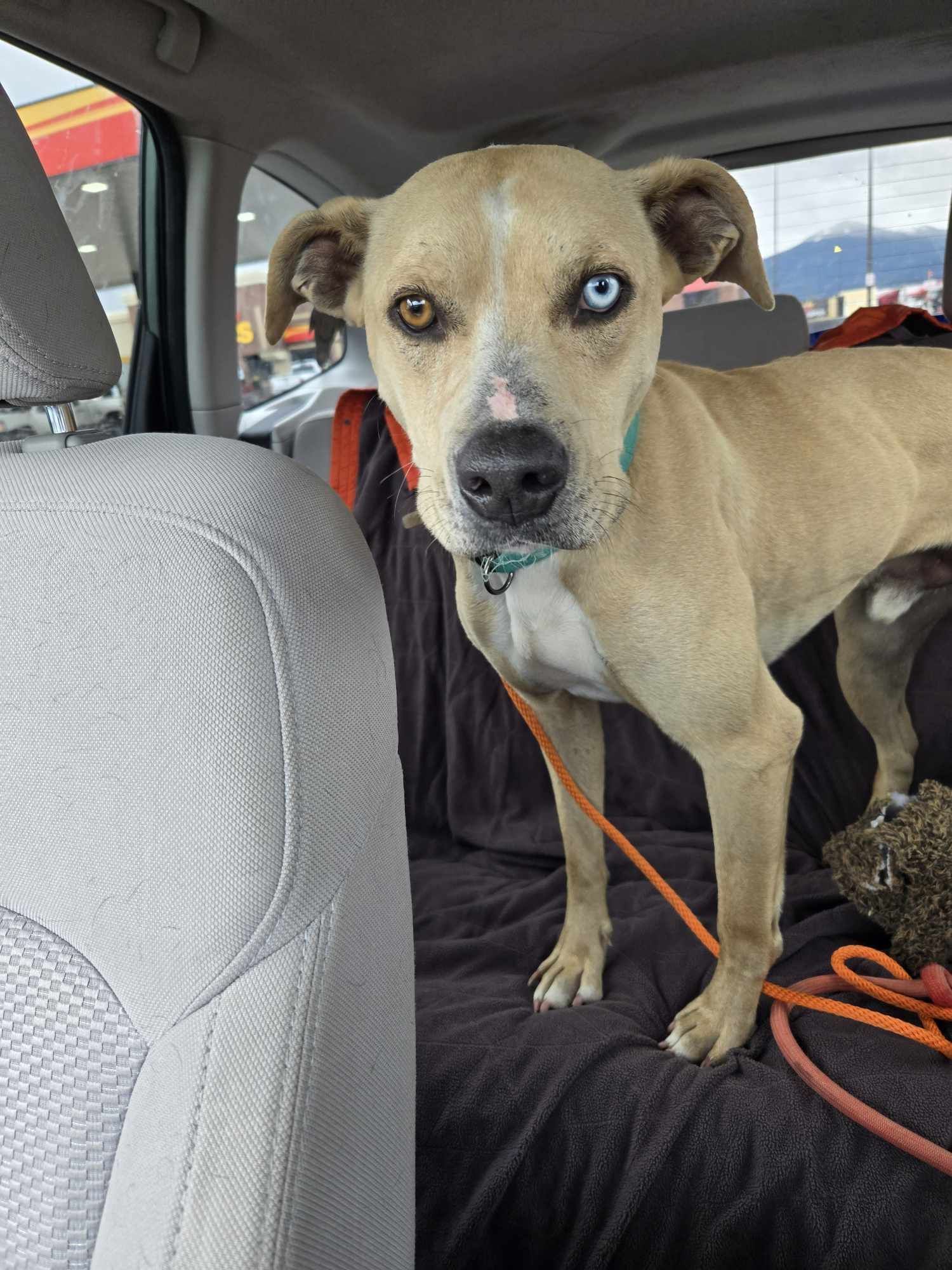 Gus