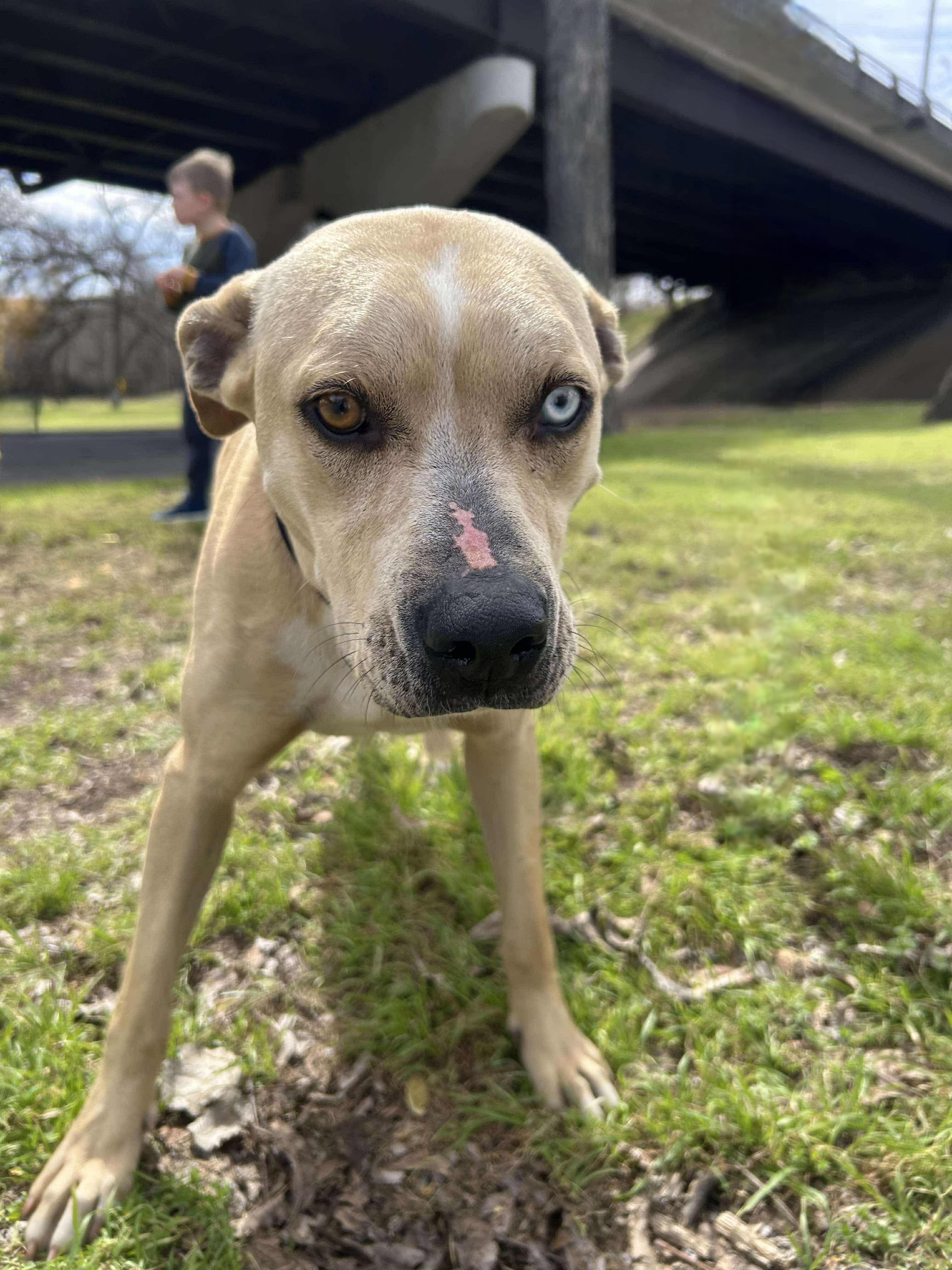 Gus, an adoptable Pit Bull Terrier in Arlee, MT, 59821 | Photo Image 2