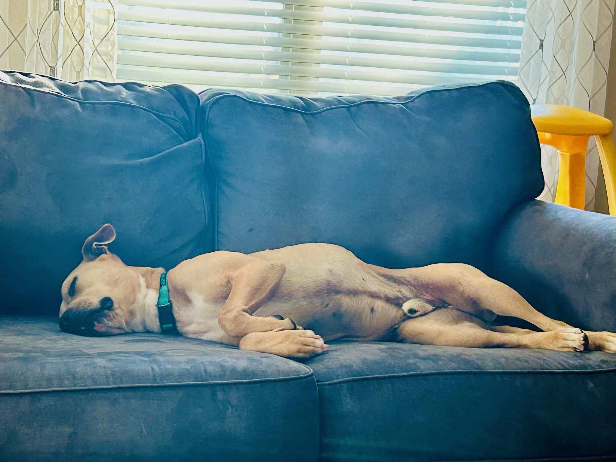 Gus, an adoptable Pit Bull Terrier in Arlee, MT, 59821 | Photo Image 3