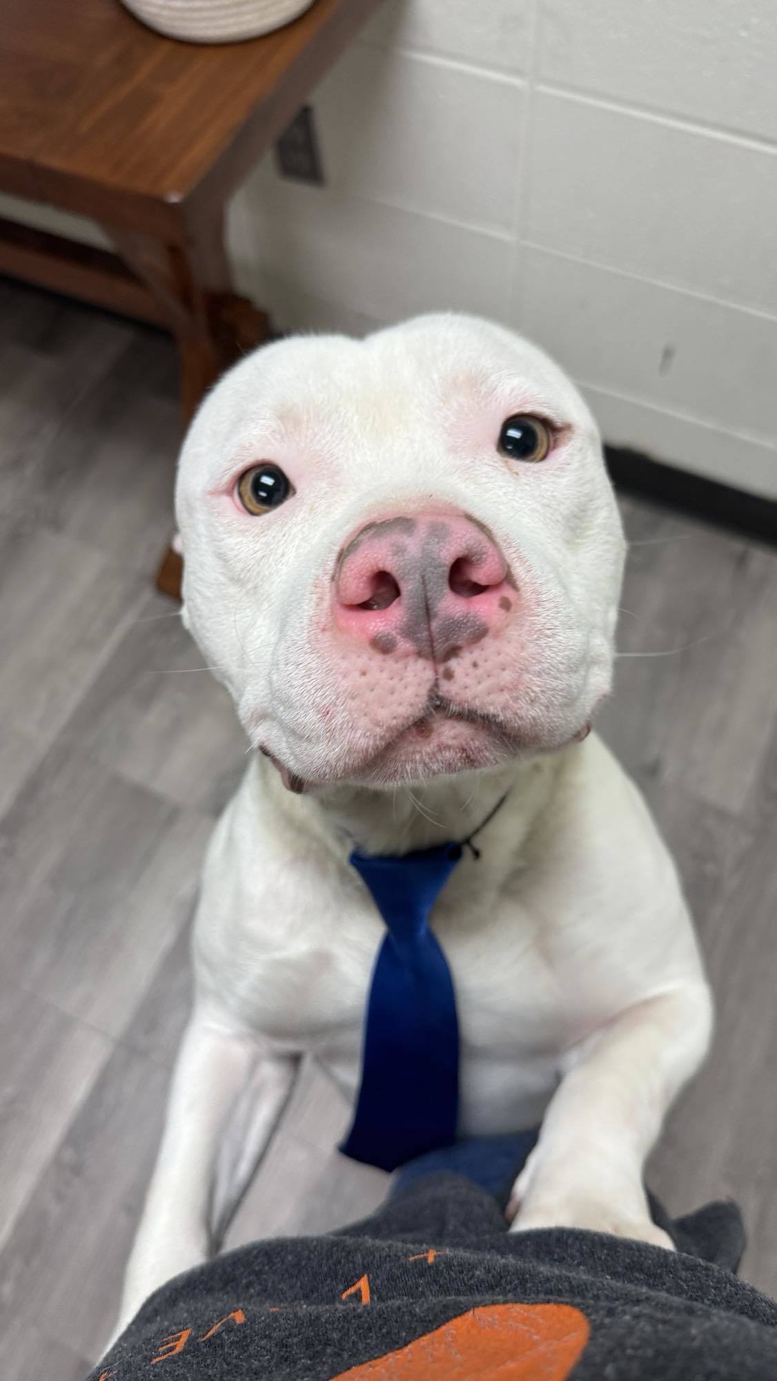 Buttons, an adoptable Pit Bull Terrier in Arlee, MT, 59821 | Photo Image 1