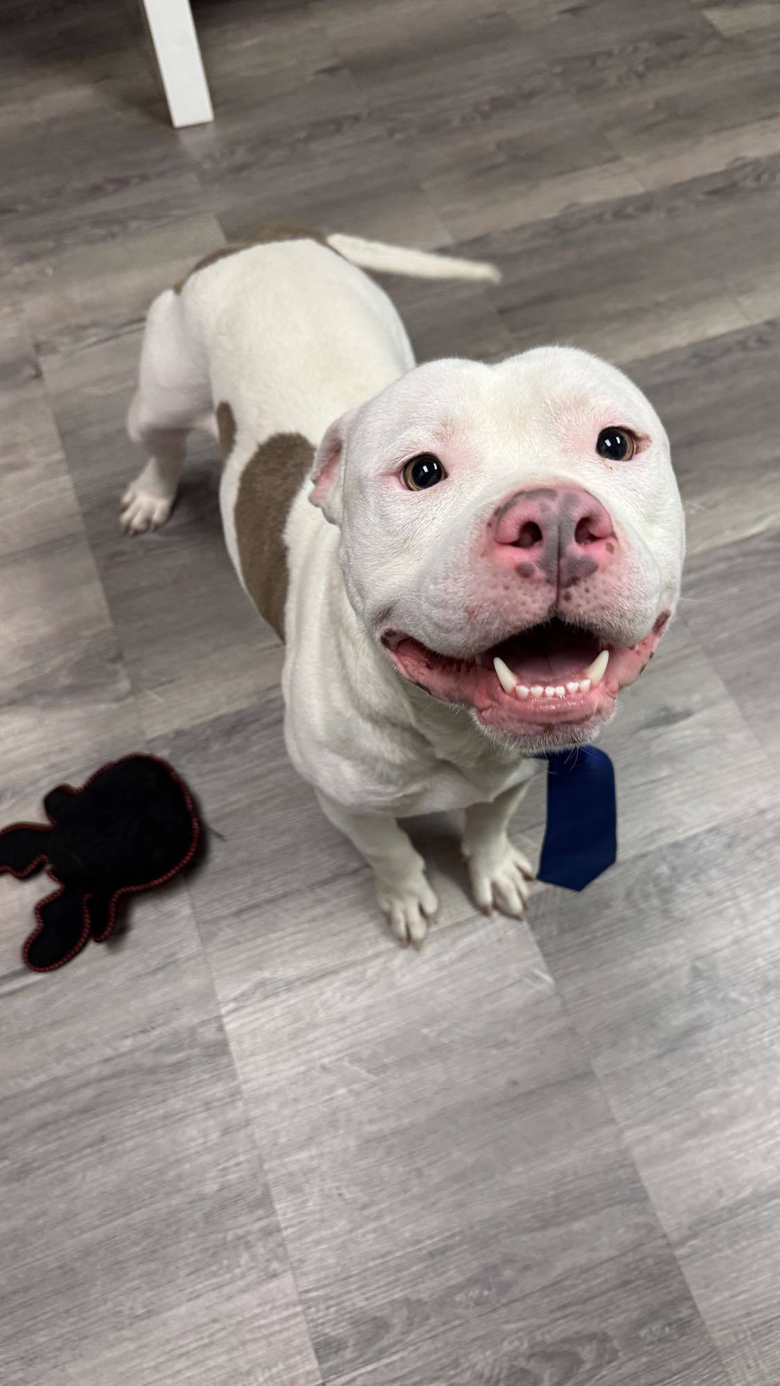 Buttons, an adoptable Pit Bull Terrier in Arlee, MT, 59821 | Photo Image 2