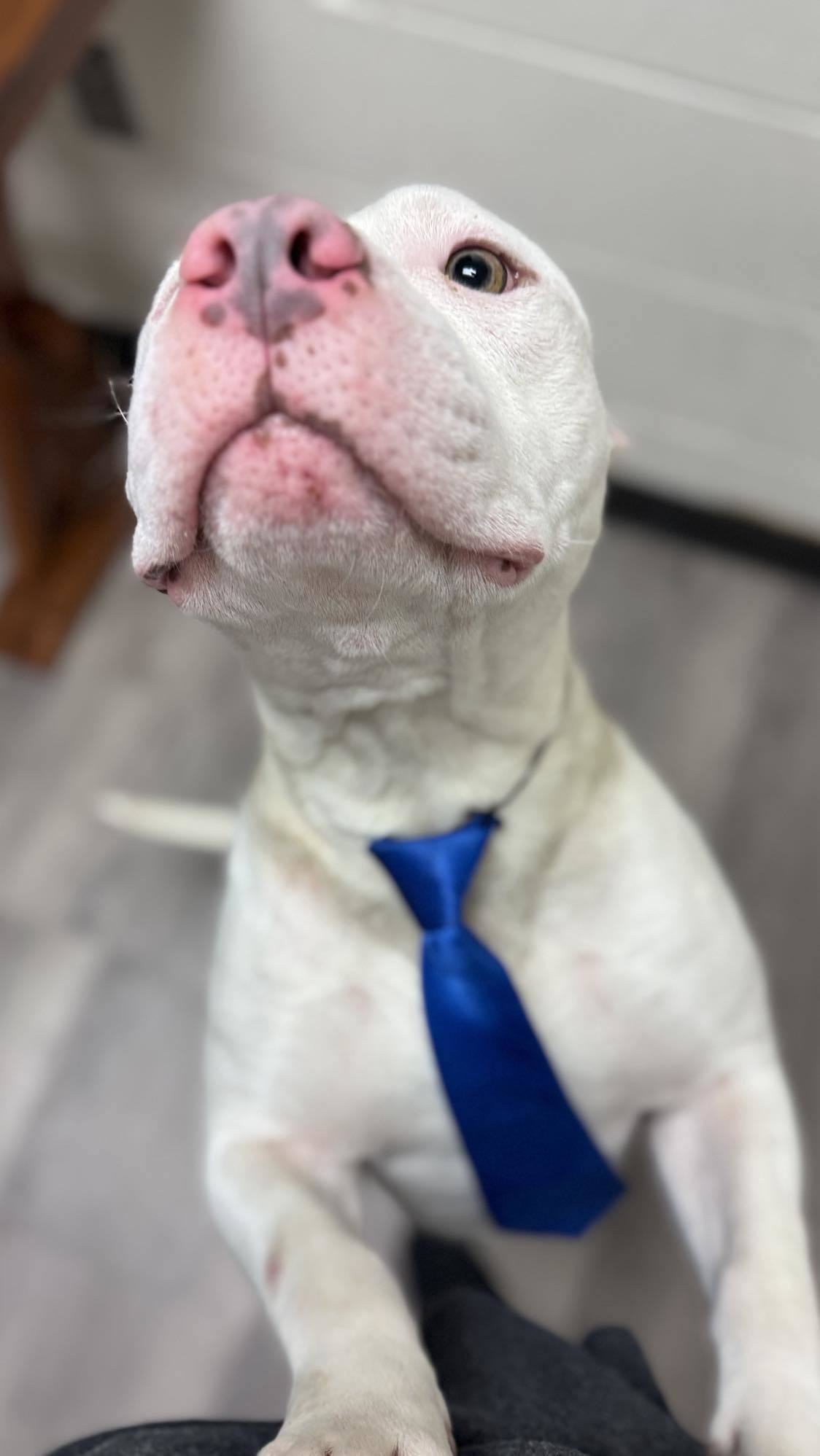 Buttons, an adoptable Pit Bull Terrier in Arlee, MT, 59821 | Photo Image 3