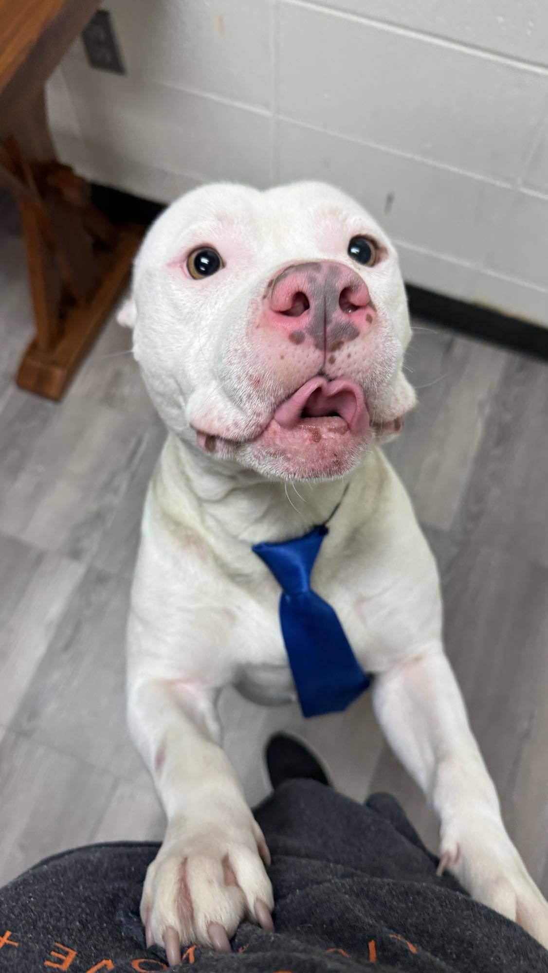 Buttons, an adoptable Pit Bull Terrier in Arlee, MT, 59821 | Photo Image 4