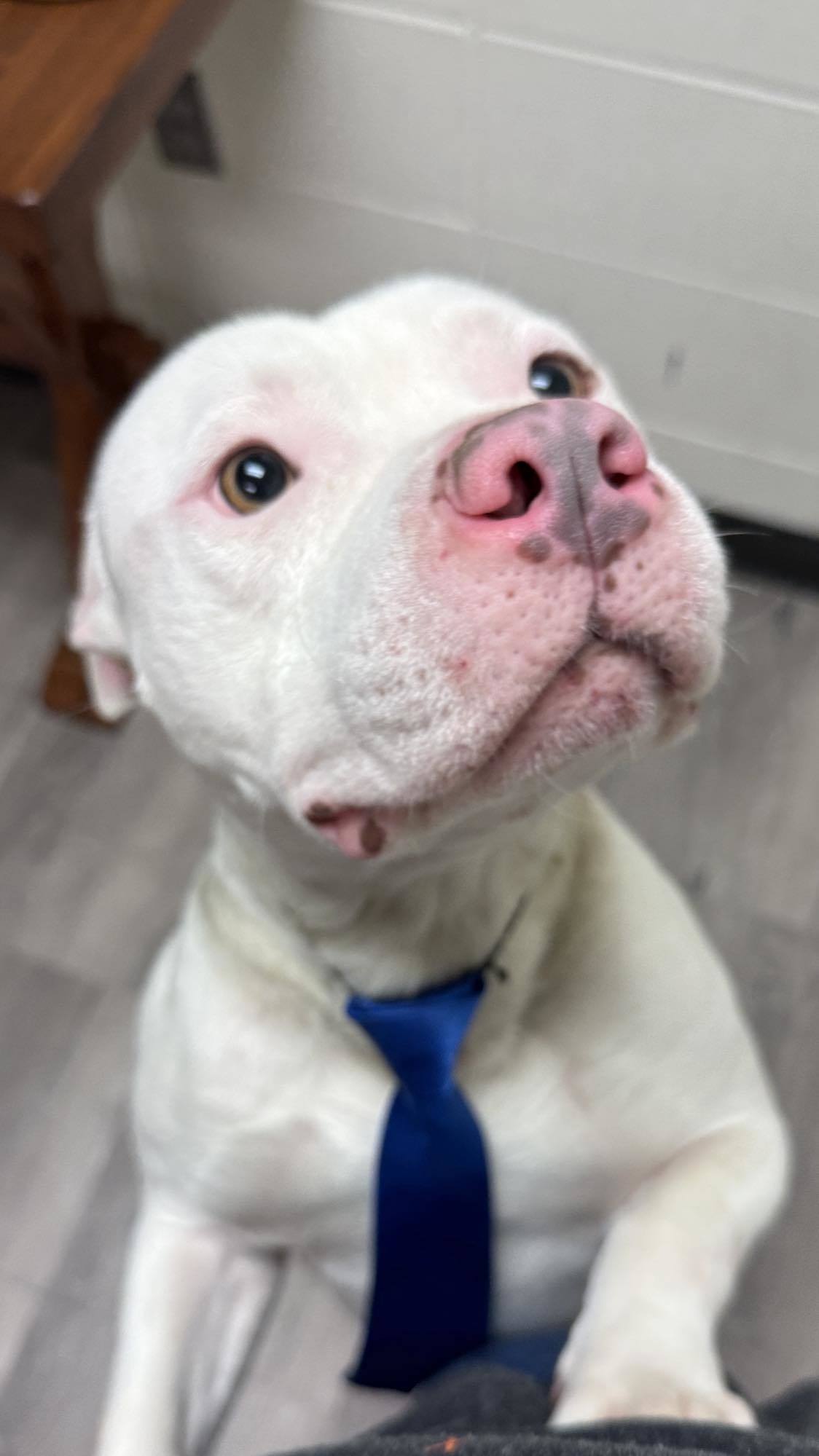 Buttons, an adoptable Pit Bull Terrier in Arlee, MT, 59821 | Photo Image 5