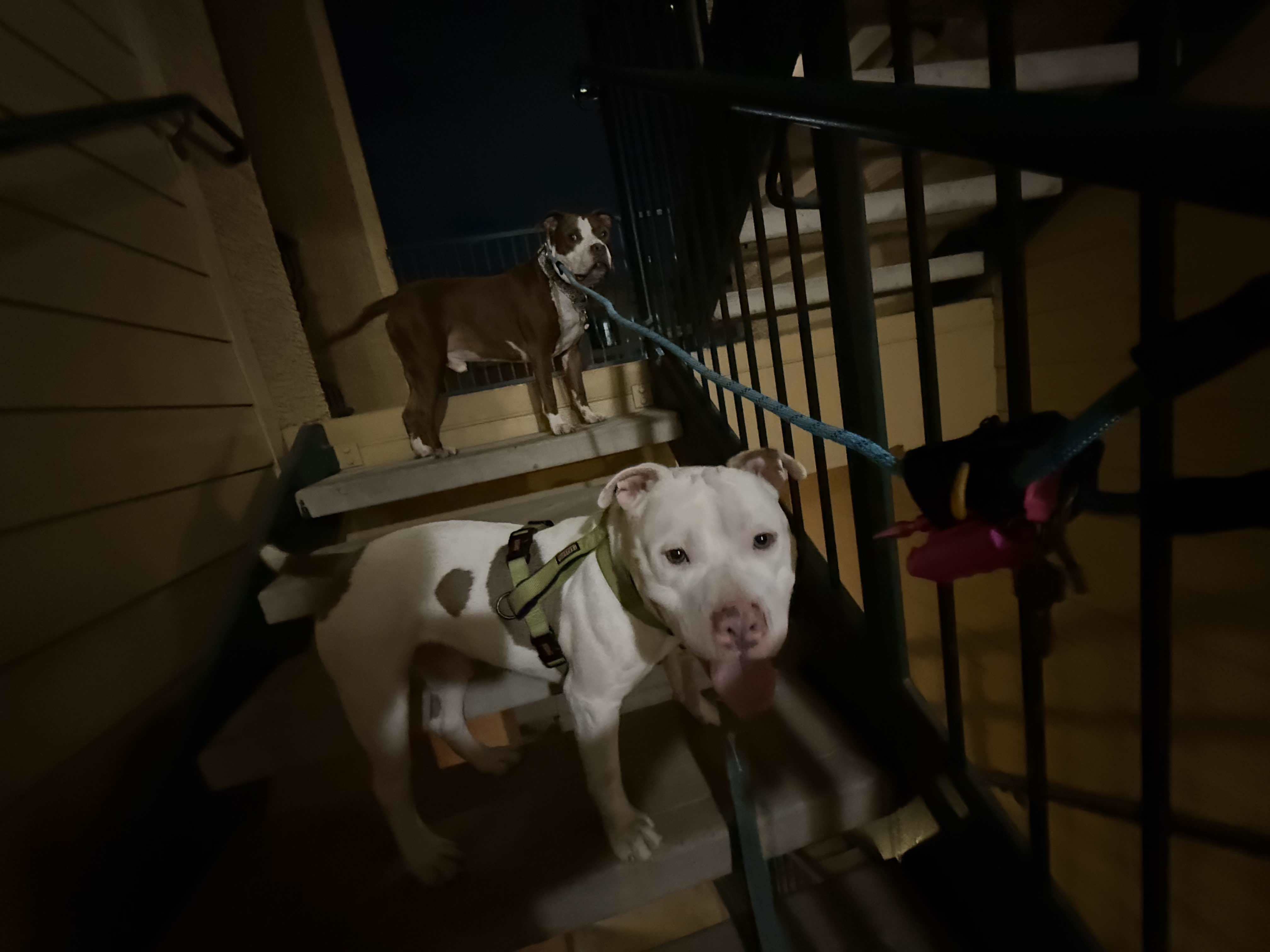Buttons, an adoptable Pit Bull Terrier in Arlee, MT, 59821 | Photo Image 6