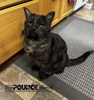 Smokey Domestic Short Hair Cat