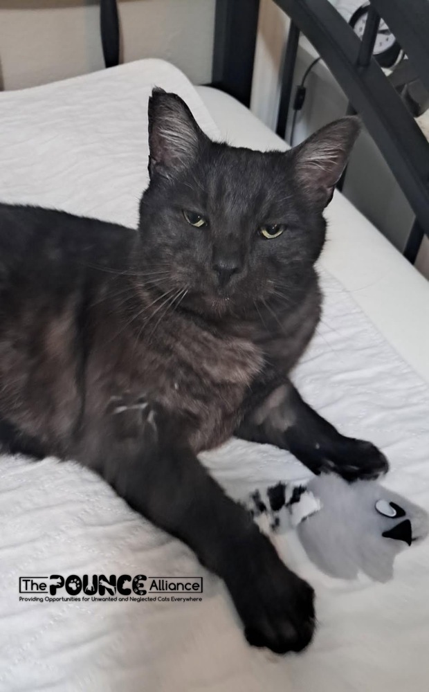 Smokey, an adoptable Domestic Short Hair in Liberty Lake, WA, 99019 | Photo Image 2