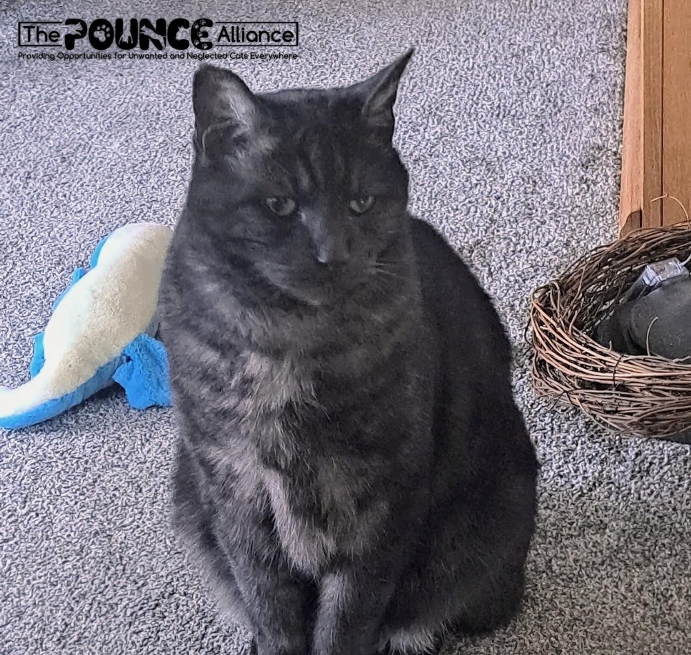 Smokey, an adoptable Domestic Short Hair in Liberty Lake, WA, 99019 | Photo Image 3