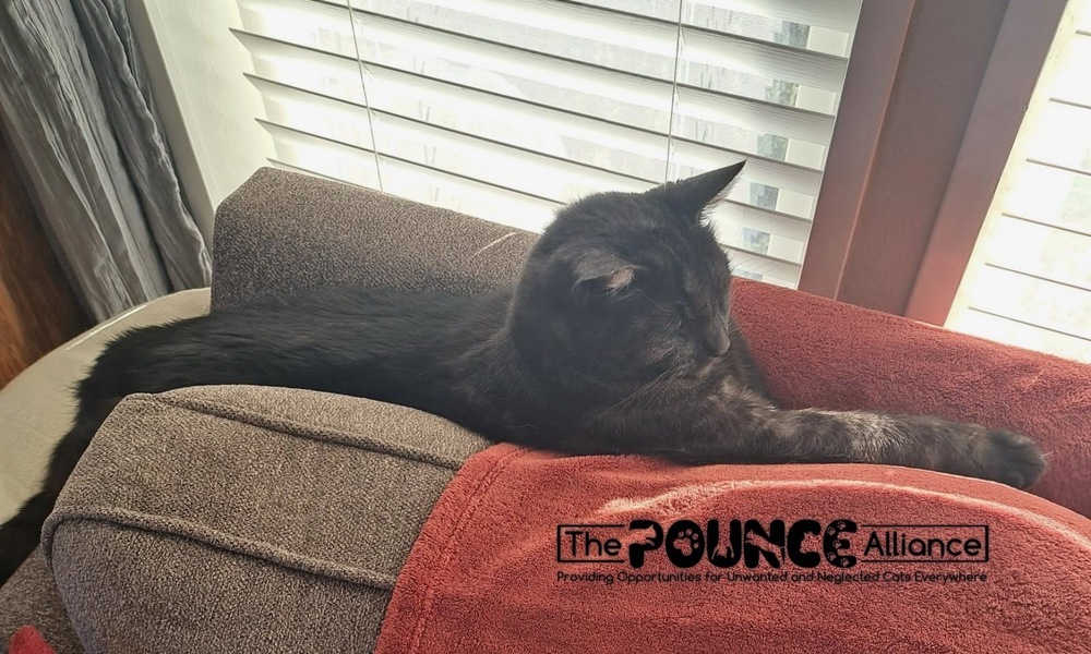 Smokey, an adoptable Domestic Short Hair in Liberty Lake, WA, 99019 | Photo Image 4