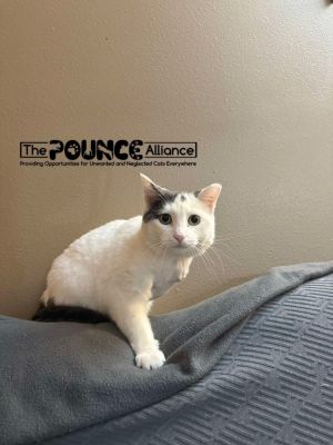 Nemo Domestic Short Hair Cat