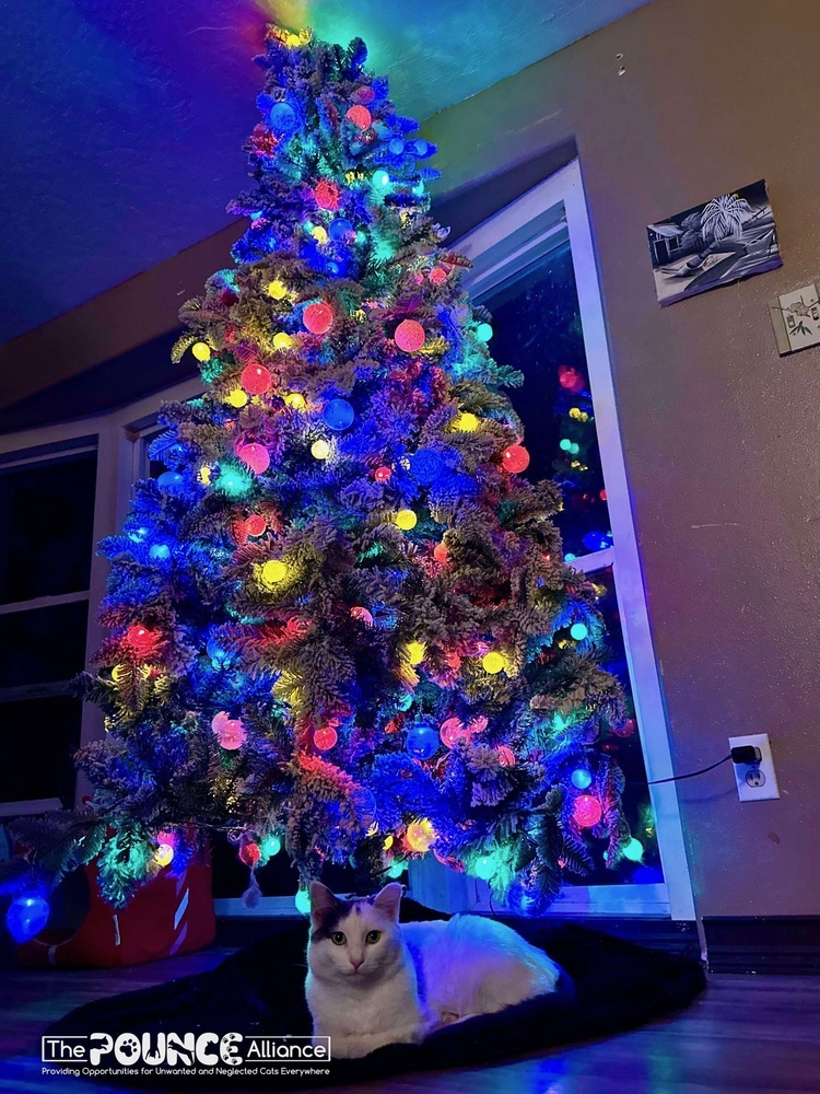 Nemo, an adoptable Domestic Short Hair in Liberty Lake, WA, 99019 | Photo Image 2