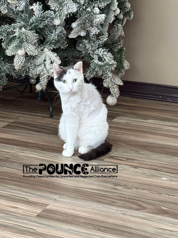 Nemo, an adoptable Domestic Short Hair in Liberty Lake, WA, 99019 | Photo Image 3