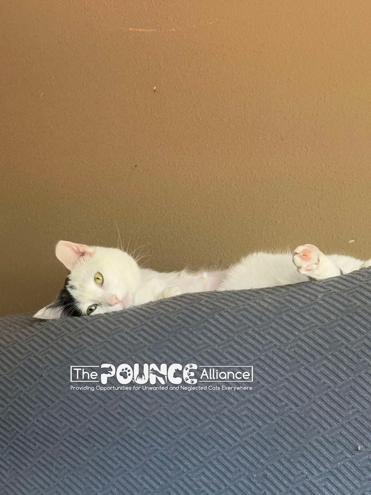 Nemo, an adoptable Domestic Short Hair in Liberty Lake, WA, 99019 | Photo Image 4