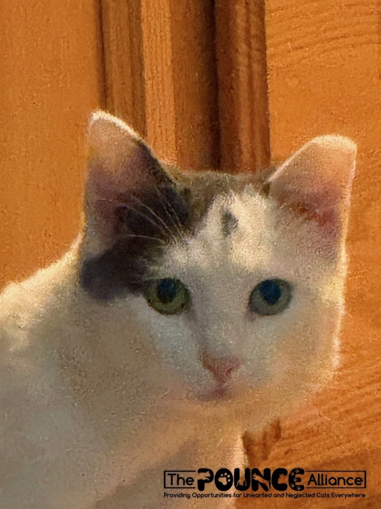 Nemo, an adoptable Domestic Short Hair in Liberty Lake, WA, 99019 | Photo Image 5