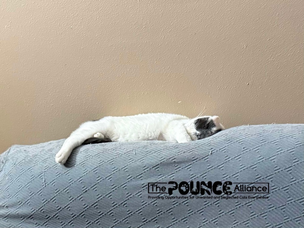 Nemo, an adoptable Domestic Short Hair in Liberty Lake, WA, 99019 | Photo Image 6