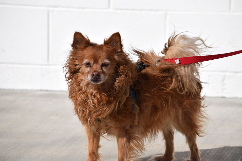 Bella, an adoptable Pomeranian, Chihuahua in Salmon, ID, 83467 | Photo Image 1