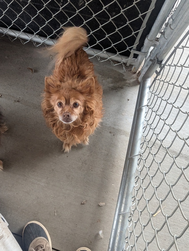 Bella, an adoptable Pomeranian, Chihuahua in Salmon, ID, 83467 | Photo Image 2