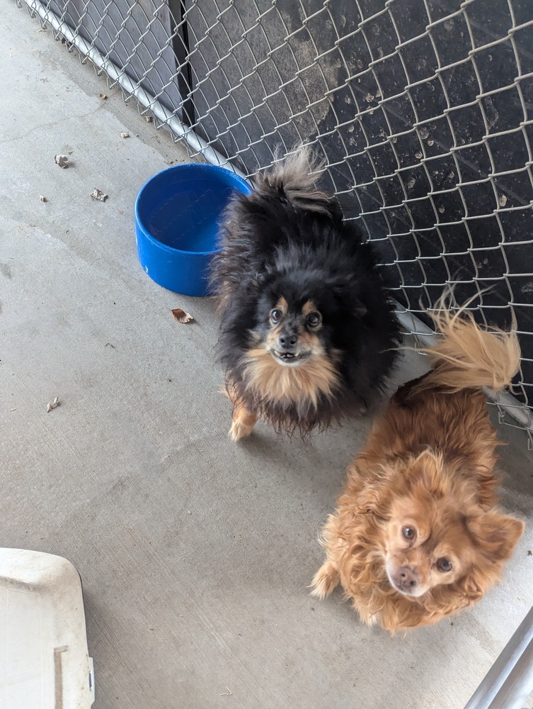 Bella, an adoptable Pomeranian, Chihuahua in Salmon, ID, 83467 | Photo Image 3