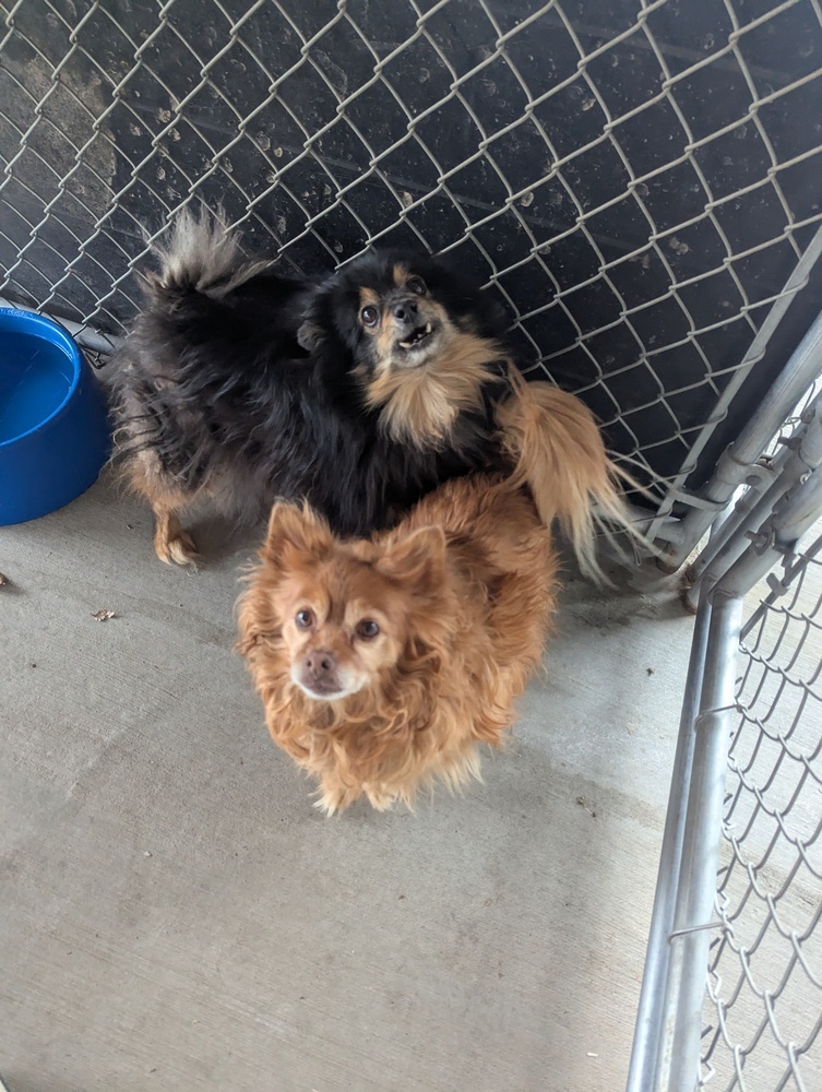 Bella, an adoptable Pomeranian, Chihuahua in Salmon, ID, 83467 | Photo Image 4
