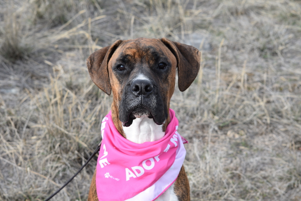 Dippin Dots, an adoptable Boxer in Salmon, ID, 83467 | Photo Image 1