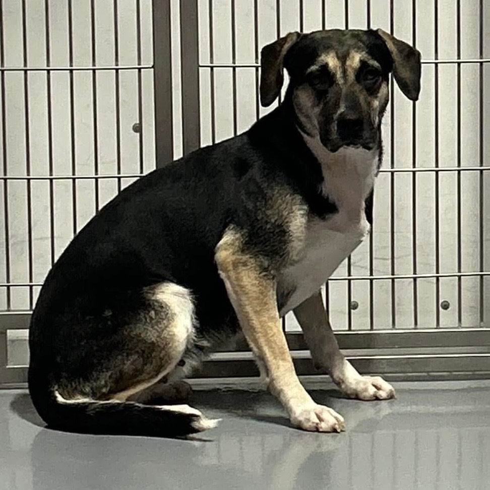 Nellie, an adoptable Shepherd, Mixed Breed in Dodge City, KS, 67801 | Photo Image 1