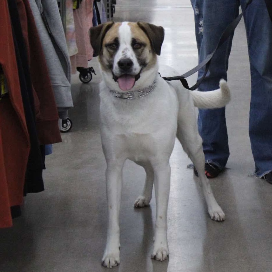 Coco, an adoptable Boxer, Mixed Breed in Dodge City, KS, 67801 | Photo Image 1