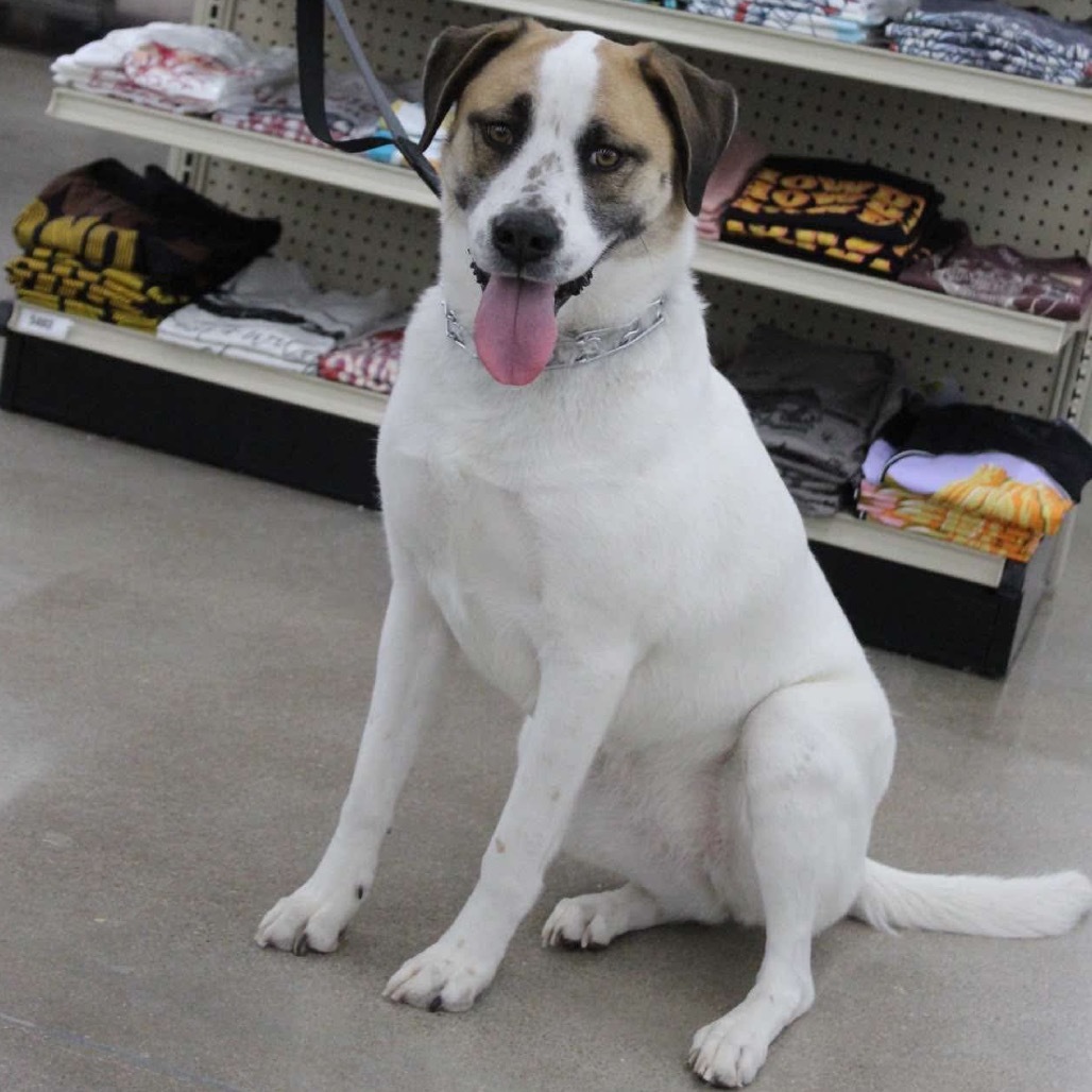 Coco, an adoptable Boxer, Mixed Breed in Dodge City, KS, 67801 | Photo Image 2