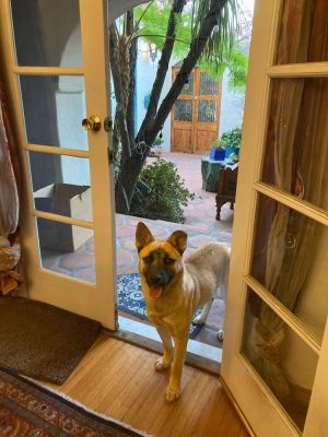 Meet Renya Your Perfect Adventure companion  Renya is a beautiful 2-3-year-old 