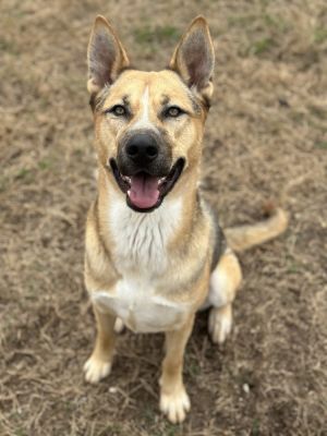 Meet Kingston Your Loyal Loving Best Friend Kingston is a 15-month-old German 