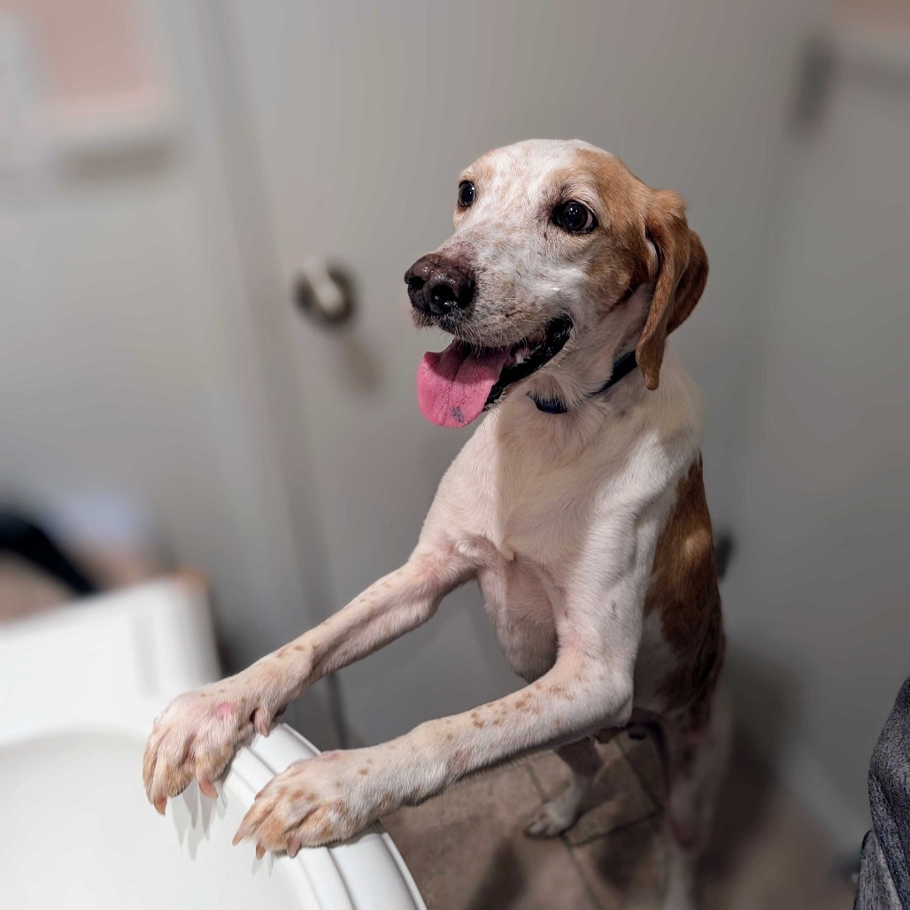 Banjo