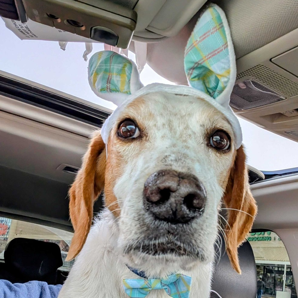 Banjo