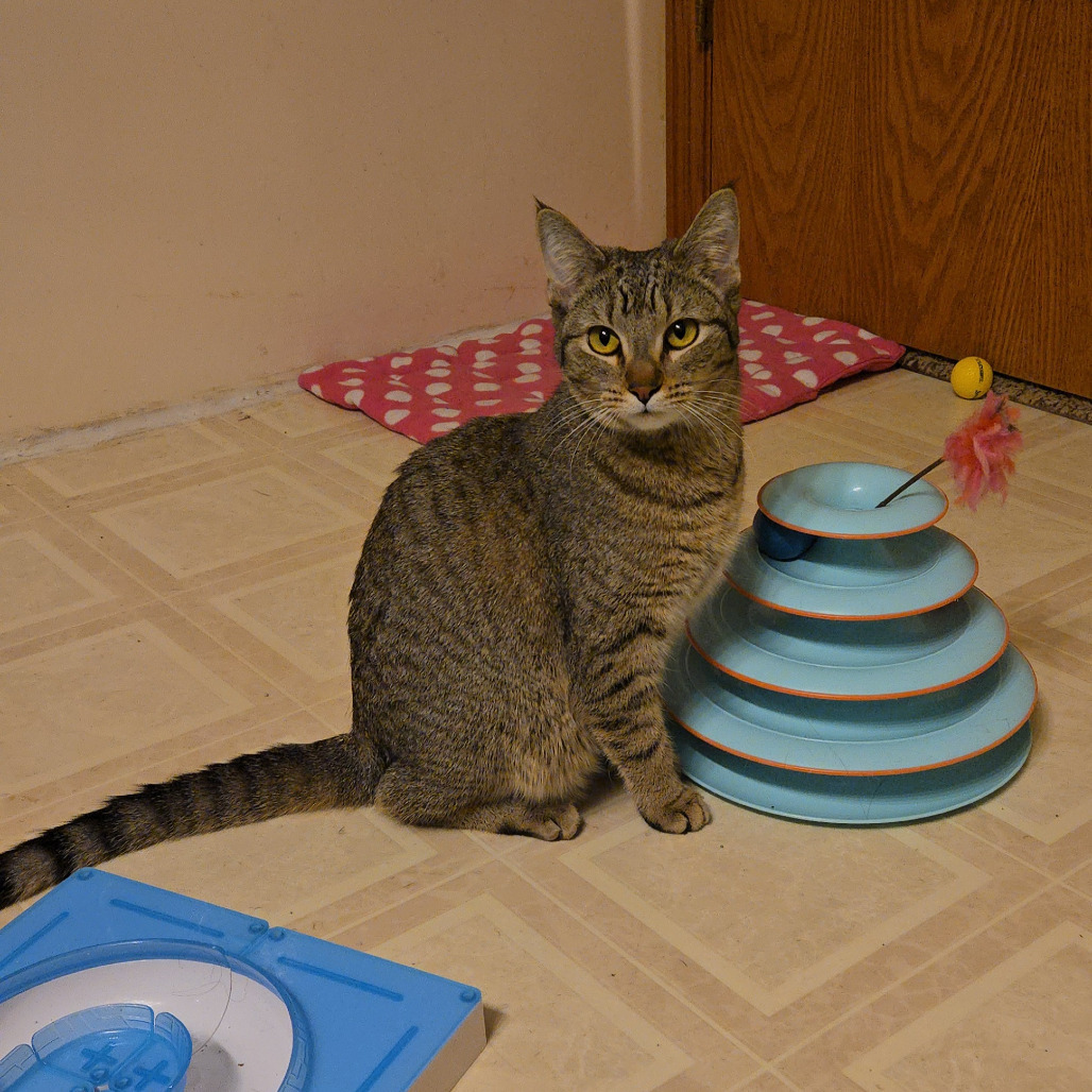 Hazel, an adoptable Domestic Short Hair in Grand Rapids, MN, 55744 | Photo Image 1