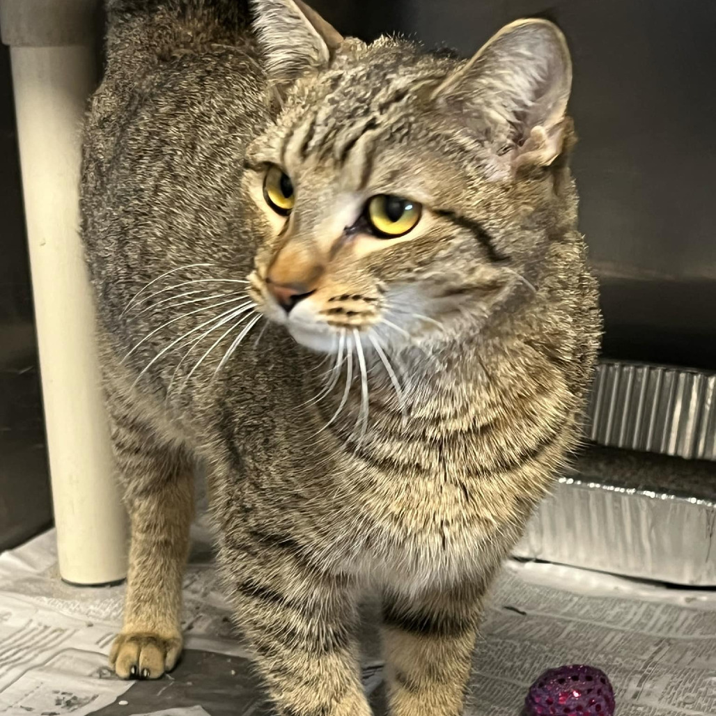 Hazel, an adoptable Domestic Short Hair in Grand Rapids, MN, 55744 | Photo Image 2