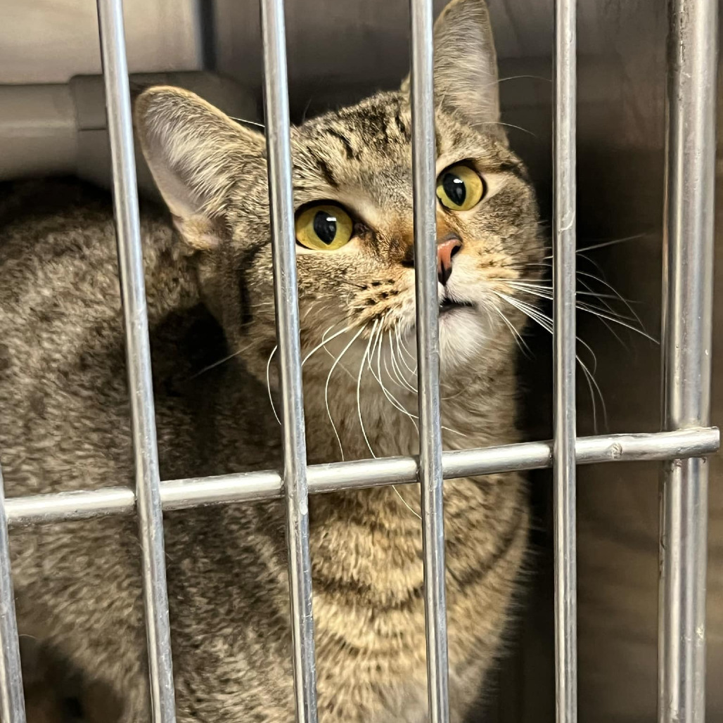 Hazel, an adoptable Domestic Short Hair in Grand Rapids, MN, 55744 | Photo Image 3