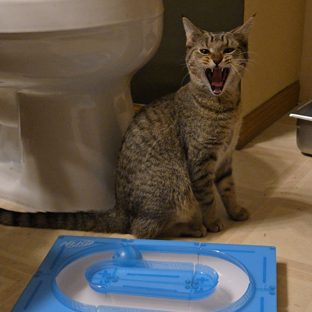 Hazel, an adoptable Domestic Short Hair in Grand Rapids, MN, 55744 | Photo Image 4