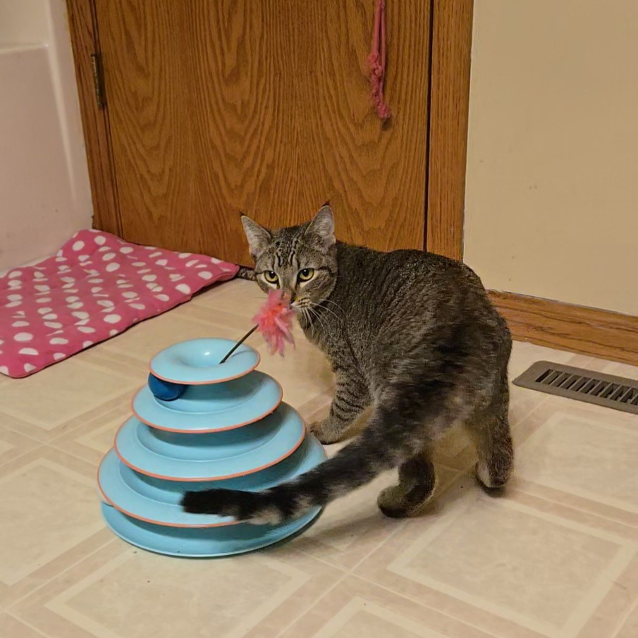 Hazel, an adoptable Domestic Short Hair in Grand Rapids, MN, 55744 | Photo Image 5