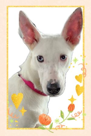 Tweety, Young Female Shepherd